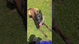 FATHER VS SON Belgian Malinois Who Has The Better Bark [upl. by Ardnoet955]