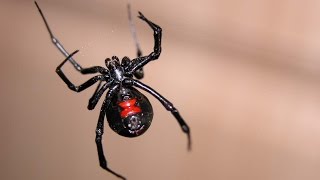 Araña viuda negra  araña capulina la mas venenosa de mexico [upl. by Alrep]