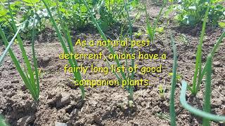 Companion Planting Onions [upl. by Htiekram]