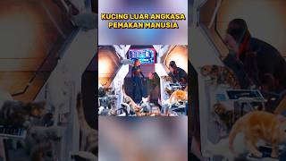 KUCING LUAR ANGKASA PEMAKAN MANUSIA alurceritafilm alurfilm film [upl. by Theona]