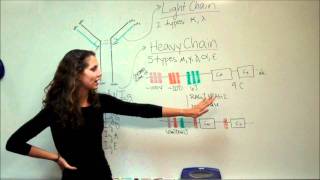 VDJ Recombination Lecture 53 amp 54 [upl. by Aita]