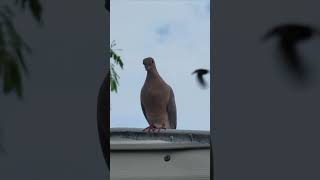 Hermosa Paloma o Tortola rabiche🤫🐦🕊🏕 [upl. by Calhoun]