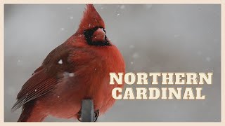 Listen to a special northern cardinal call [upl. by Tybi]