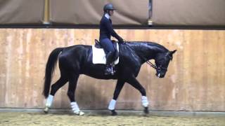 Locksley IIRotspon gelding  2008 for sale [upl. by Nnasor]