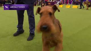 Airedale Terriers  Breed Judging 2024 [upl. by Suelo]