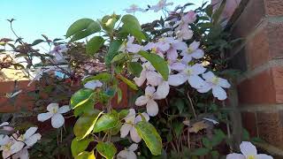 Clematis Montana Rubens is Ideal for covering walls amp fences [upl. by Neelyam]