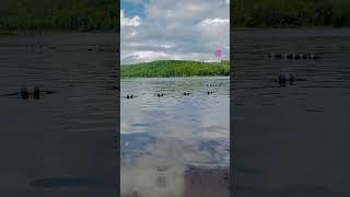 Arrowhead Provincial Park Beaches Your Summer Paradise  Huntsville Ontario Canada 🇨🇦 travel [upl. by Gaidano]