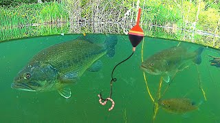 UNDERWATER FISHING Big BASS and Bluegill Catch amp Cook [upl. by Iggam]