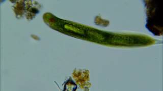 Euglena Eating [upl. by Roskes]