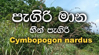 pagiri mana  mana  Cymbopogon nardus  Ayurwedic plants [upl. by Oidacra466]