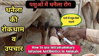 Yelintra tube द्वारा पशुओ में थनैला का उपचार व रोकथाम How to use intramammary infusion Antibiotics [upl. by Walli]