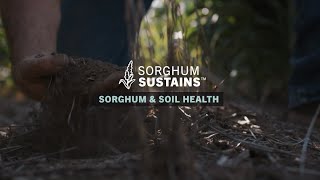 Sorghum Sustains  Sorghum amp Soil Health [upl. by Kristos]