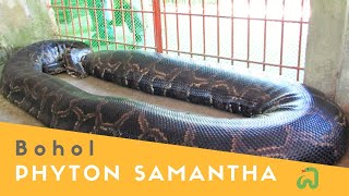 Burmese Python quotSamanthaquot The Biggest Snake in Bohol Philippines [upl. by Meek]