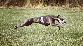 Training a whippet for racing [upl. by Keare]