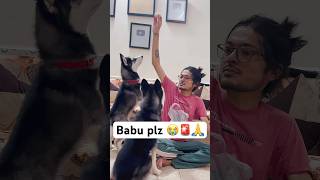 Most Popular Dog Can’t Wait 🚨shorts dog husky hanumankind trendingsongs [upl. by Custer]