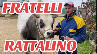 AzFratelli RATTALINO linea VACCA VITELLO INGRASSO MACELLERIA CHIERI TO☎️ 389 592 8715 [upl. by Marius]