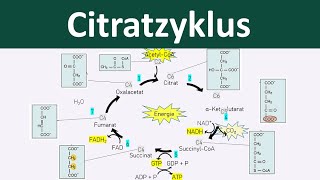 Citratzyklus  Zellatmung 46  Biologie Oberstufe [upl. by Leafar754]