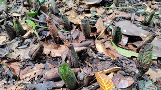 Garcinia latissima  Giant Mangosteen Relative producing countless Seedlings in Bogor  Java [upl. by Aicercal612]