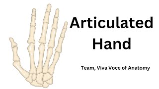 Articulated Hand  Side determination  Parts and Attachments  Applied anatomy [upl. by Lahcear]