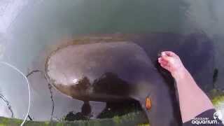 Sea lion with deep wound cut free from garbage [upl. by Knoll780]