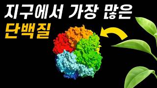 광합성의 치명적인 문제점｜가장 많지만 바보 같은 단백질 루비스코 이야기 [upl. by Haelat]