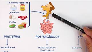 GLUCÓLISIS paso a paso Bioquímica [upl. by Bogie79]