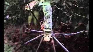 Mate binding behavior of male orbweb quotNephila pilipesquot spider [upl. by Ebocaj]