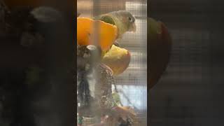 Green Cheeked Parakeet Eating Apples And Oranges In Aviary  Thornes Park birds avian nature [upl. by Camilla922]