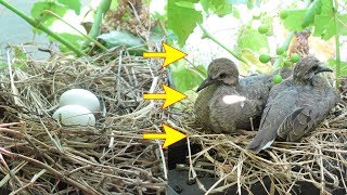 Baby bird morning doves from eggs hatching to empty nest [upl. by Einnov]