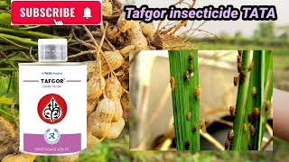 Tafgor insecticides TATA Dimethoate 30 EC [upl. by Kensell]