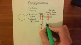 p53 and the Response to Mitogen Overactivity Part 1 [upl. by Bayer655]