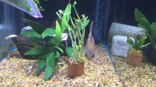 Which fish can you mix with African Cichlids [upl. by Mackler]