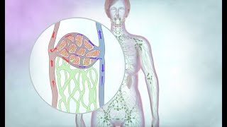 The lymphatic drainage system  Cancer Research UK [upl. by Dyson910]