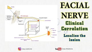 Facial Nerve  Clinical Corelation  Lesion Localisation [upl. by Marucci319]