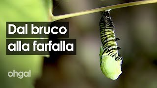 La metamorfosi del bruco che diventa farfalla Ecco come avviene la magia della natura [upl. by Ardle]