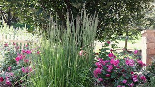 Feather Reed Grass Calamagrostis acutiflora [upl. by Esme]