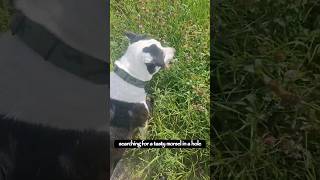 Agent the Dog AgentTheDog GopherAdventure DogDiscovery ShortVideo PetLove AnimalEncounter [upl. by Barr]