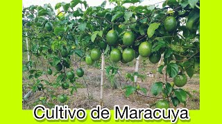 El Cultivo de MaracuyaPaso a Paso [upl. by Sheehan]