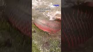 Ataque criança monster pirarucupescaria pesca peixe [upl. by Iramaj796]