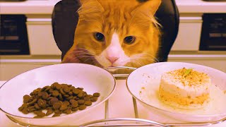 Store Cat Food vs Homemade [upl. by Terle]