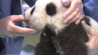 Unbearably Cute Panda Cub Exam Compilation [upl. by Ruthie]