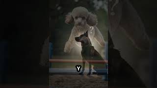 Los 4 PERROS mas INTELIGENTES perros dog obedienciacanina dogbreed [upl. by Cyn]