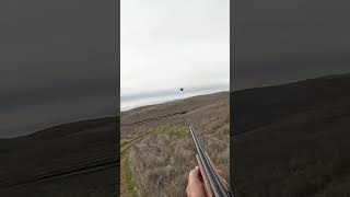 Heading out pheasanthunting pheasant hunting birdhunting birdhunter birdhunt uplandhunting [upl. by Terence]