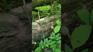 Scaly ink cap Coprinopsis variegata in southern Illinois Edible with issues [upl. by Eadwine]