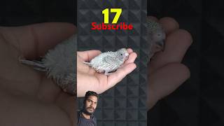 Budgerigar birds baby 1 to 33 daybirdsshorts budgiegarvairalvideo [upl. by Annais]