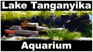 Lake Tanganyika Cichlid Aquarium A Great Tank for Awesome Fish [upl. by Nodrog]