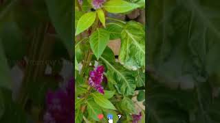 How to grow Celosia flowers in ur garden without buying seeds every year  Celosia flowers shorts [upl. by Aridan304]