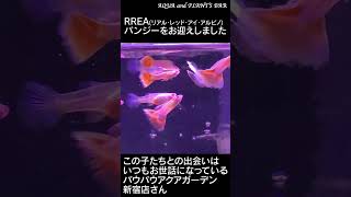 RREAリアル・レッド・アイ・アルピノパンジーをお迎えしました｜グッピー｜ [upl. by Adlez]