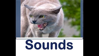 Cat Hissing Sound Effects All Sounds [upl. by Stephanus]