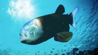 Researchers film rare deep sea fish with transparent head barreleye fish [upl. by Asiilanna]